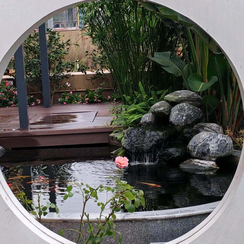 ✨✨🐟🐟芋头跑鲤时光