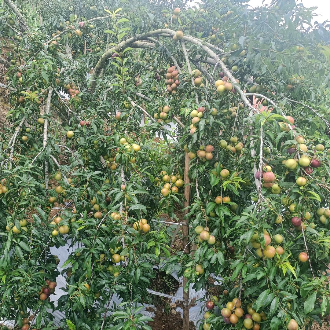 马安山塘子边脆皮狗肉…脆皮猪脚…烤鱼