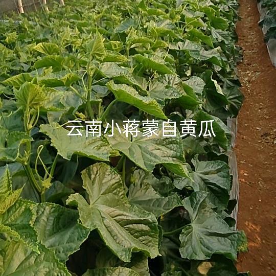 云南小蒋(蒙自黄瓜)