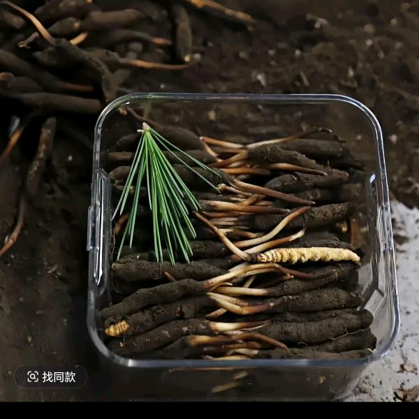 藏草之家滋补养生专营店佳佳