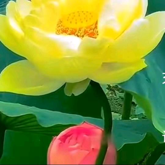 神经病