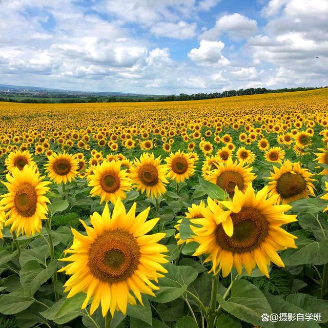 顺缘🌻