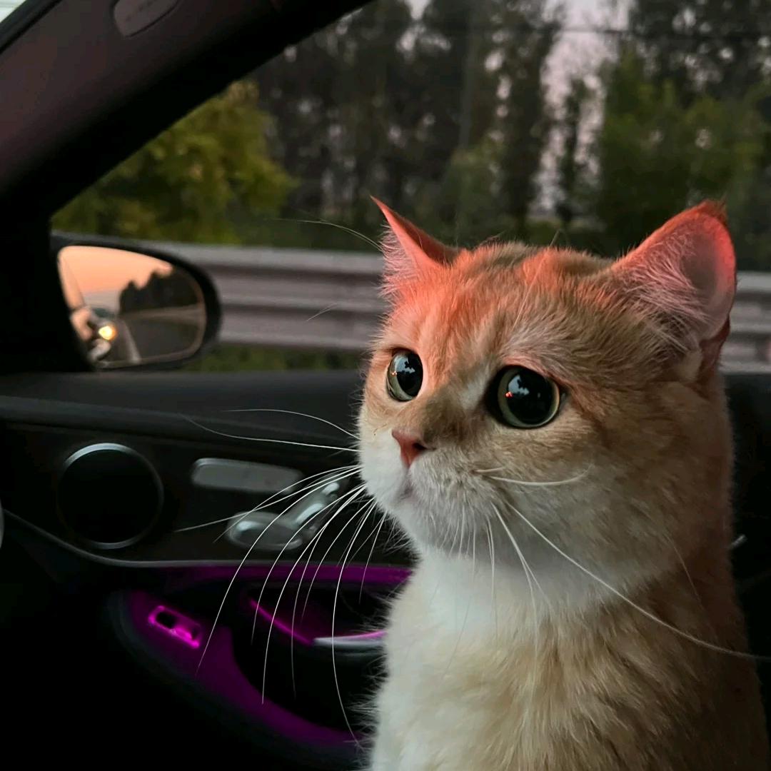 碰花碰草不碰心