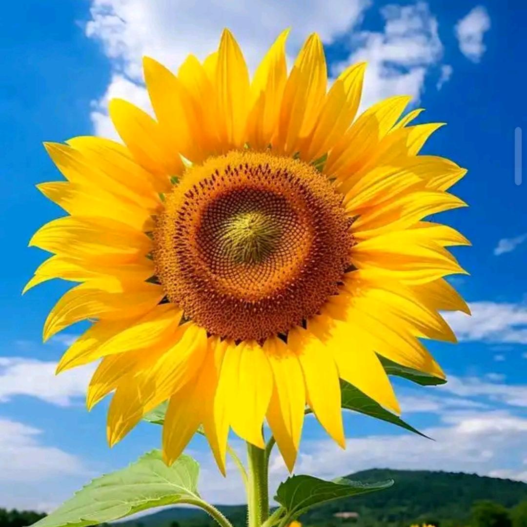 向阳花