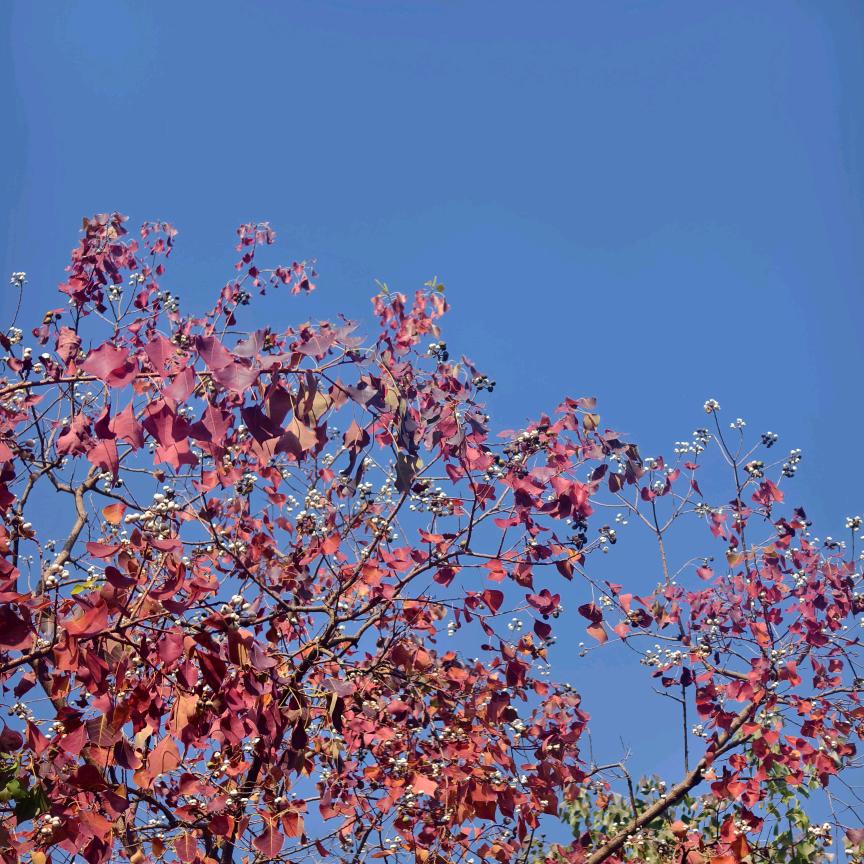 小🎄
