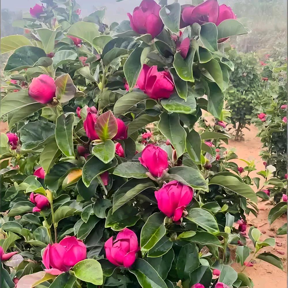 赛林花卉果树苗木专营店