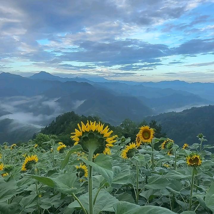 八爪鱼