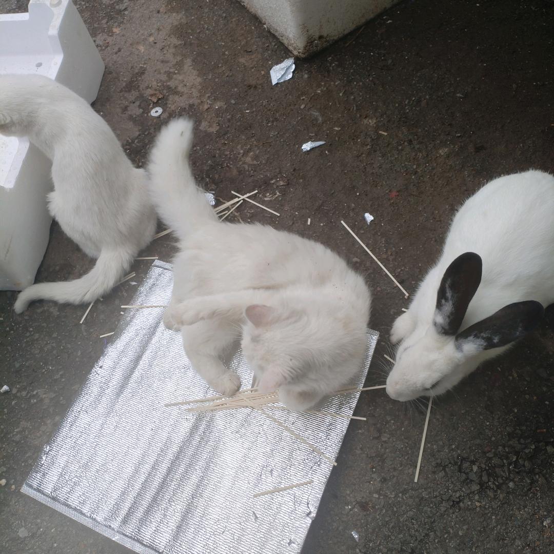 蹦蹦兔和咪咪猫
