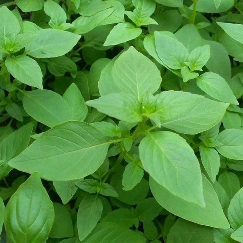 西华胡小娟生鲜甄选