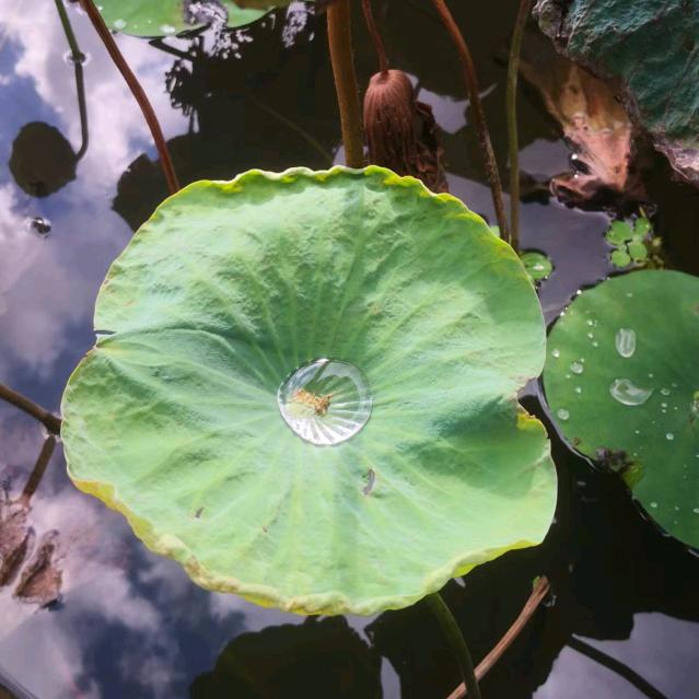 杨杨杨