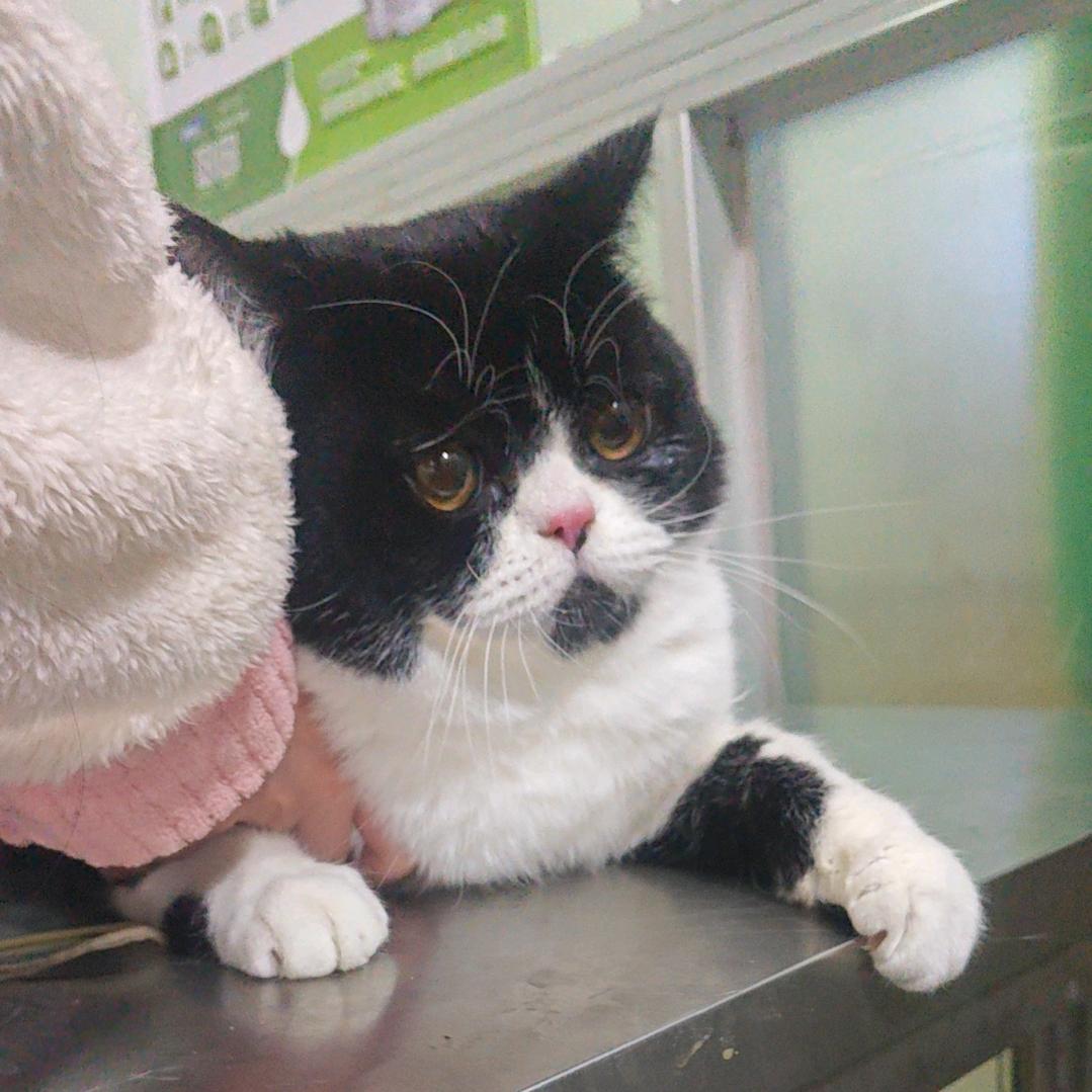 天庭下岗弼马温