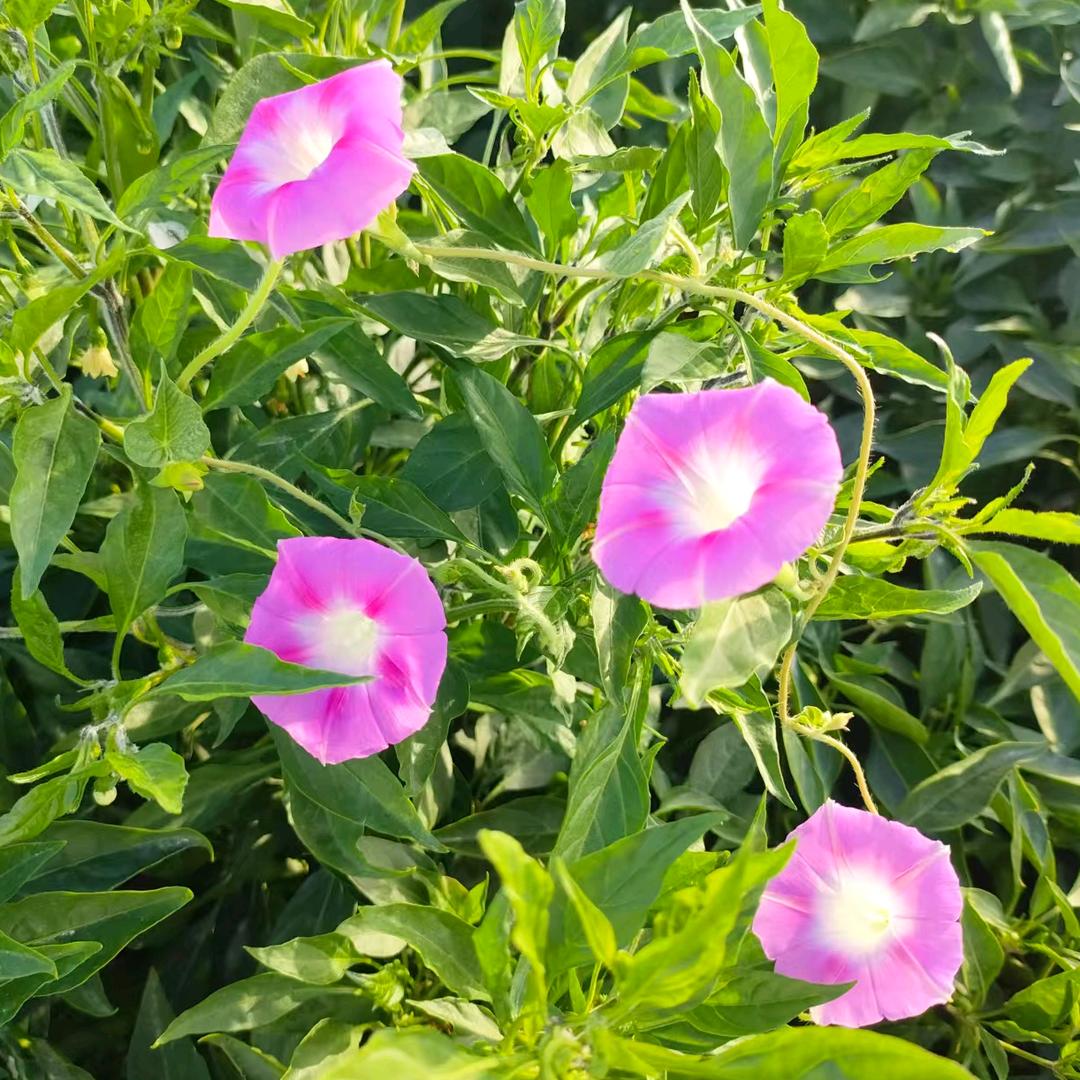 阳光下的牵牛花