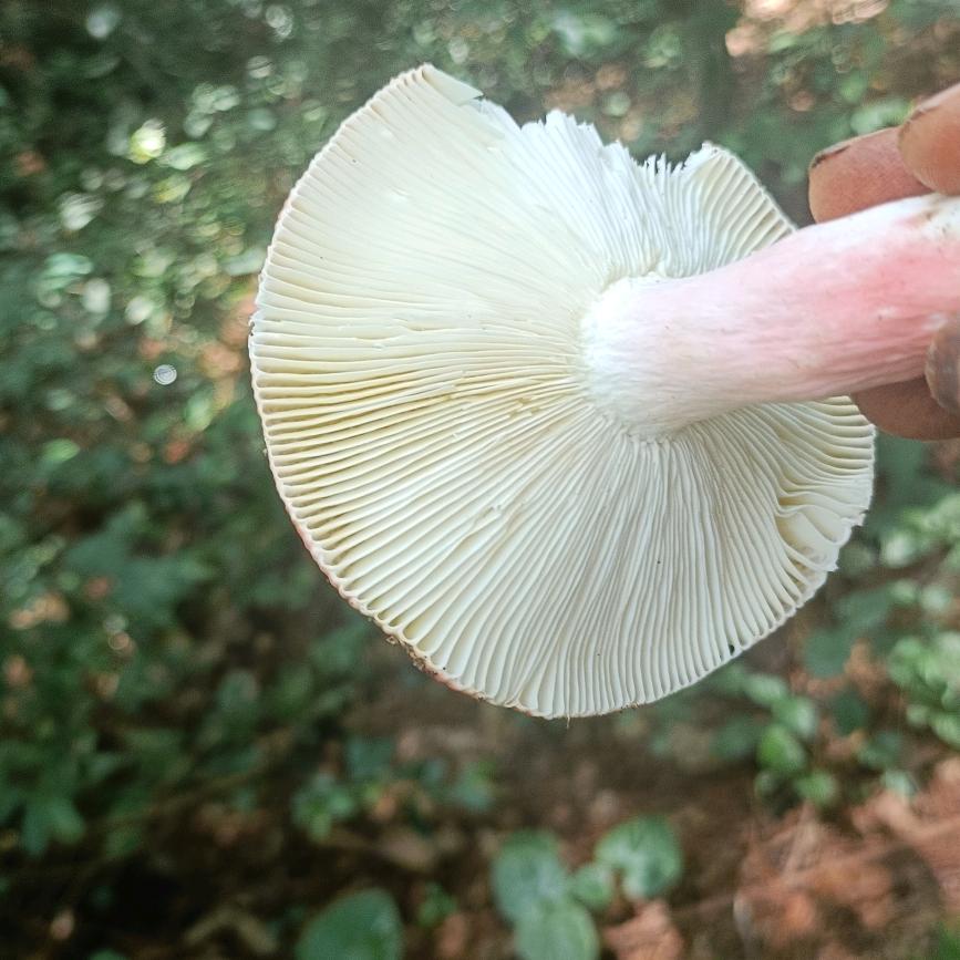 种烤烟的艳子姐姐