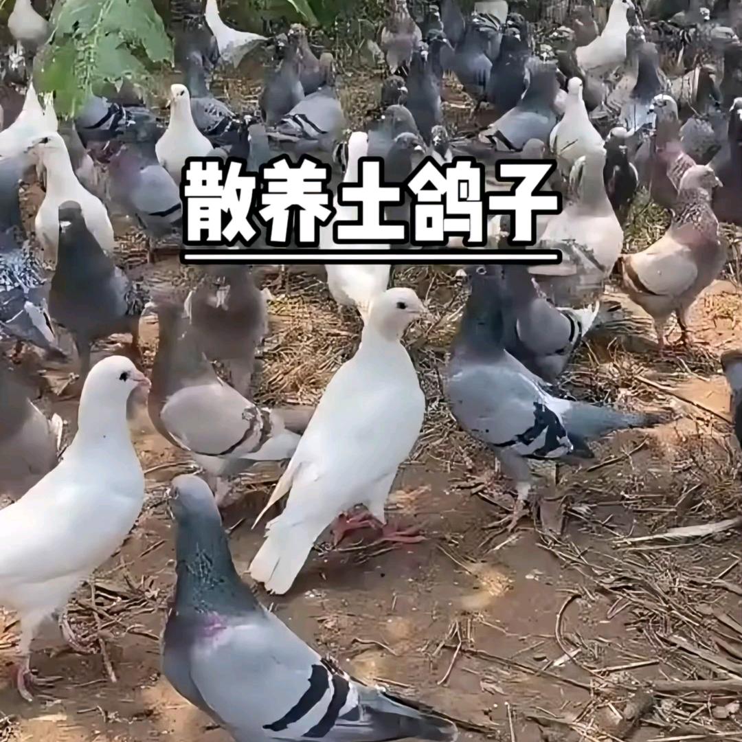 鸽中品