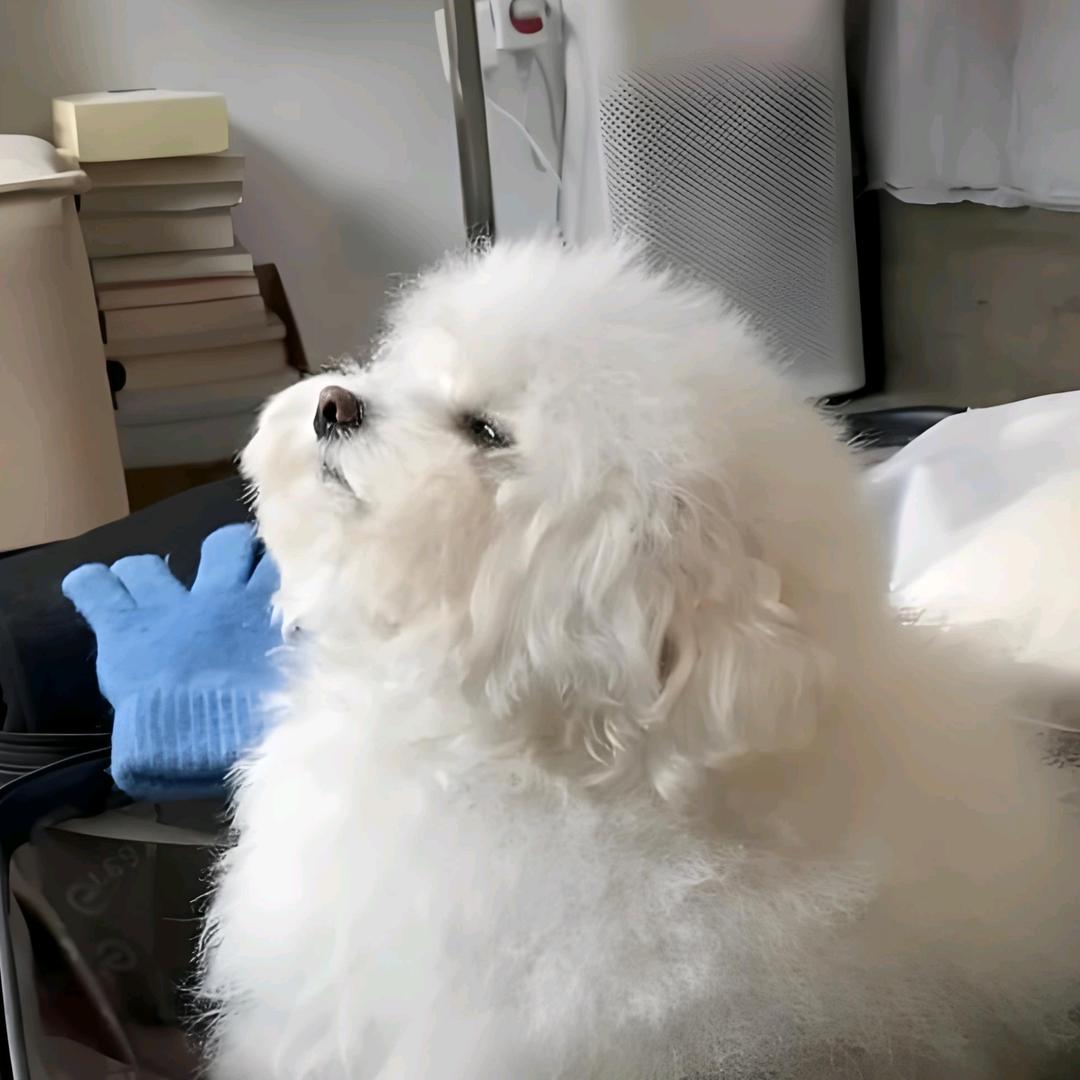 栀栀