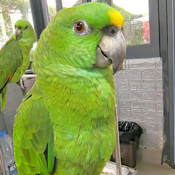 奥斯卡小绿茶🐦