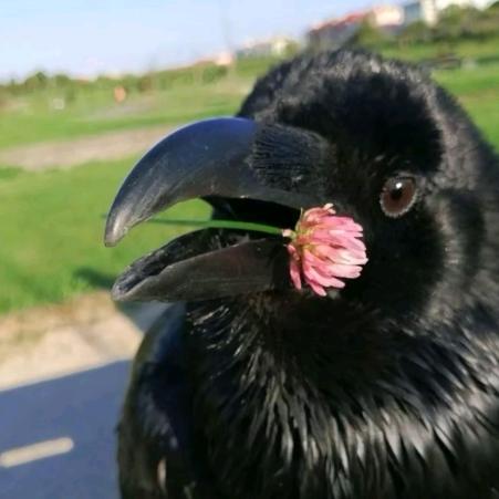 觉(是jiao不是jue)主