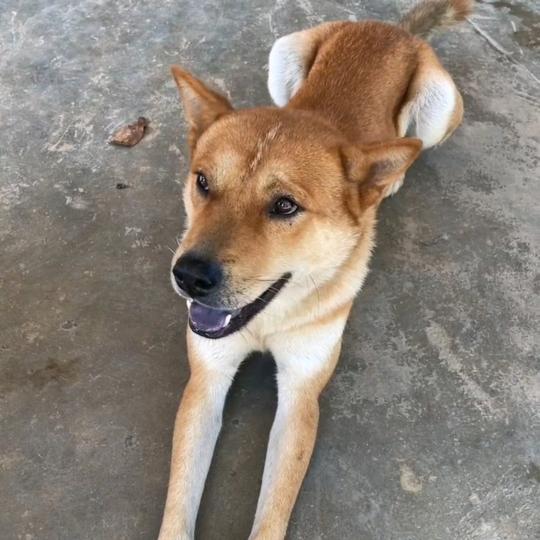 广西土狗代淘-维维