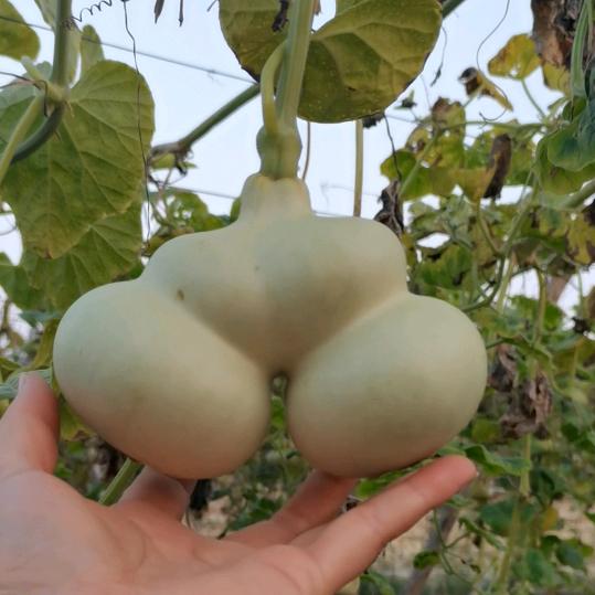 二丫精品葫芦