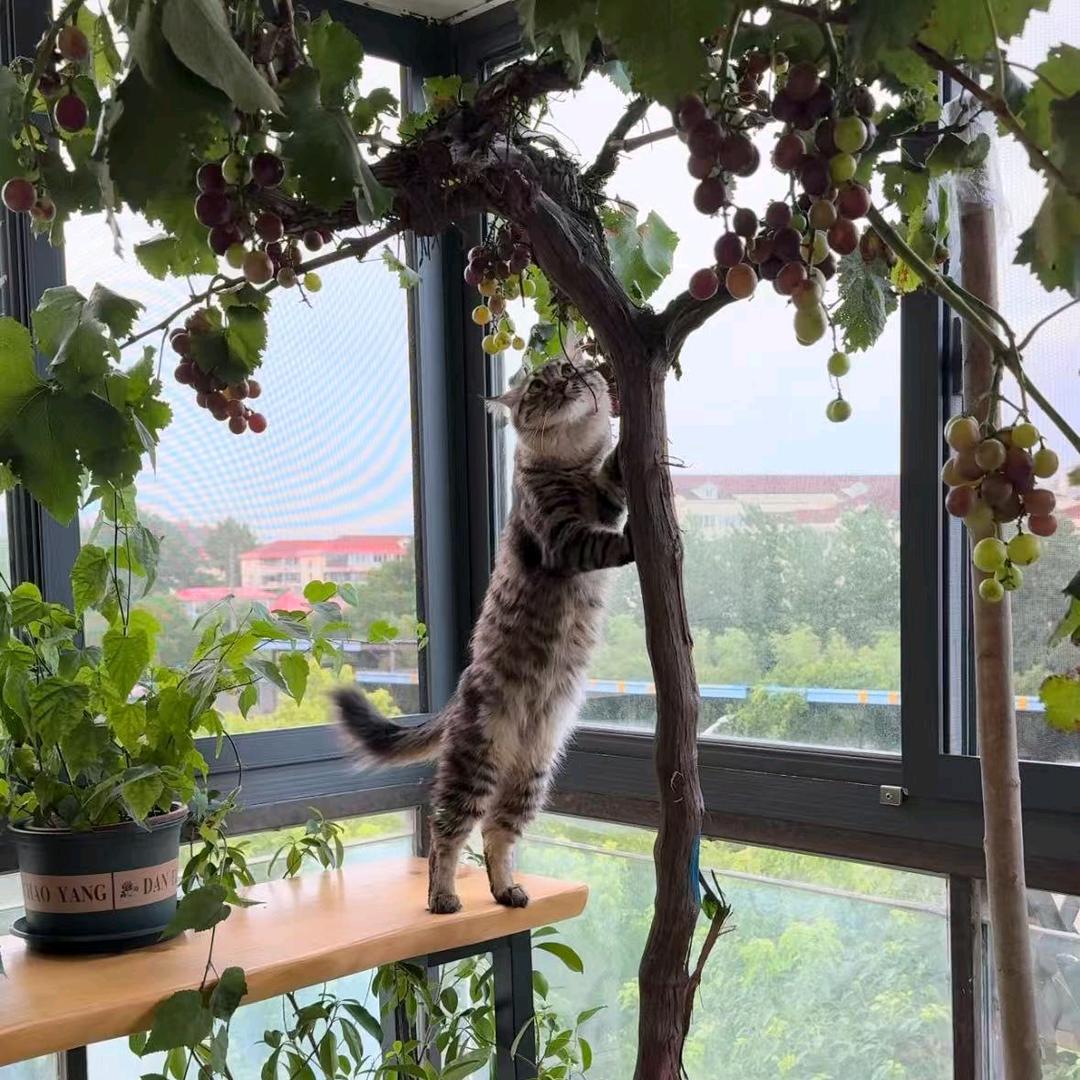 劲果果树