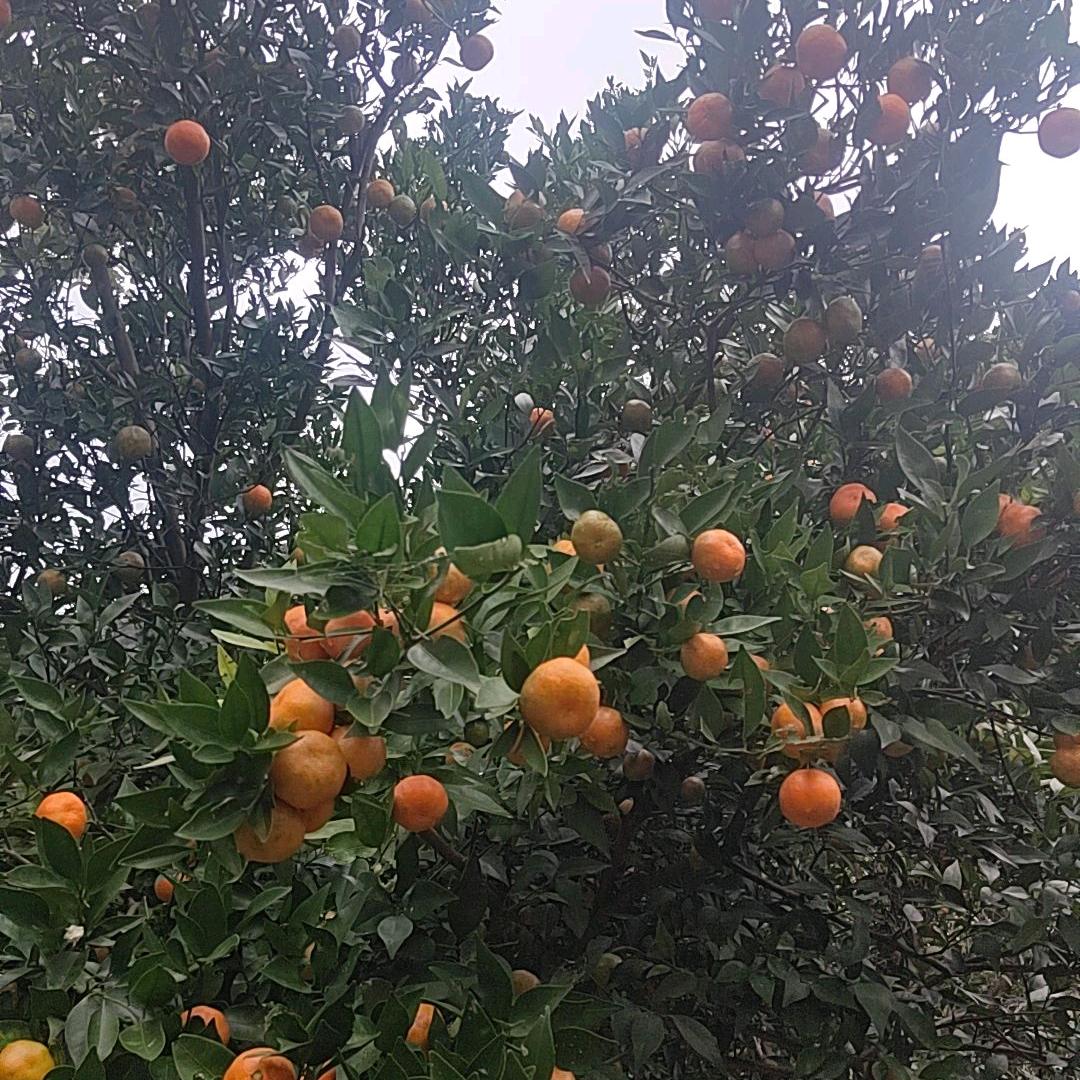 陈明军一生一世我爱你