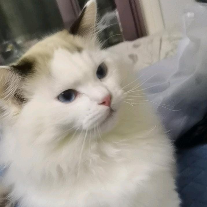 坦然淡然