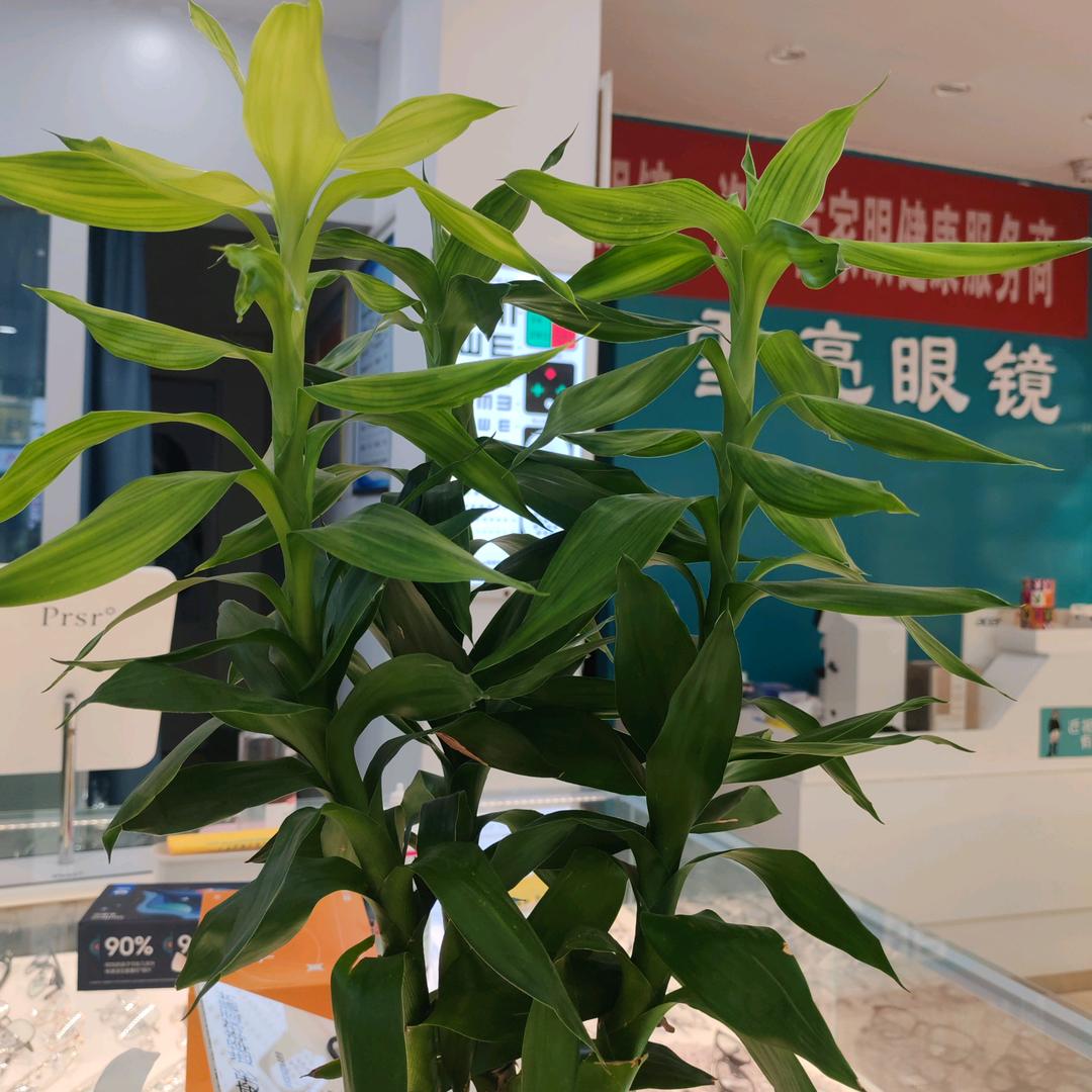 洛宁雪亮眼镜|南大街