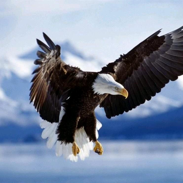 🌊恐高的雄鹰🌊