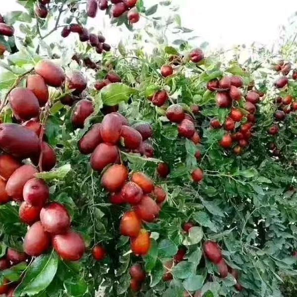 新疆特产疆之味选