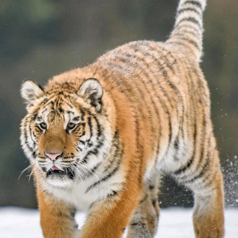 🐅猛虎出山🐅