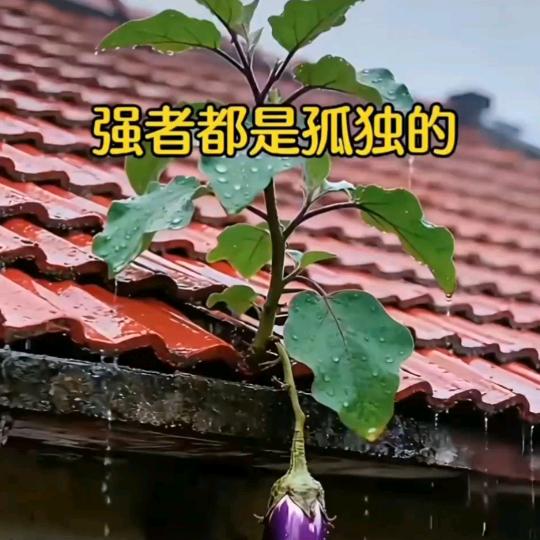 强者都是孤独的