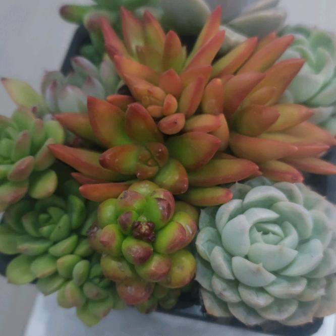 用户🔥龙果