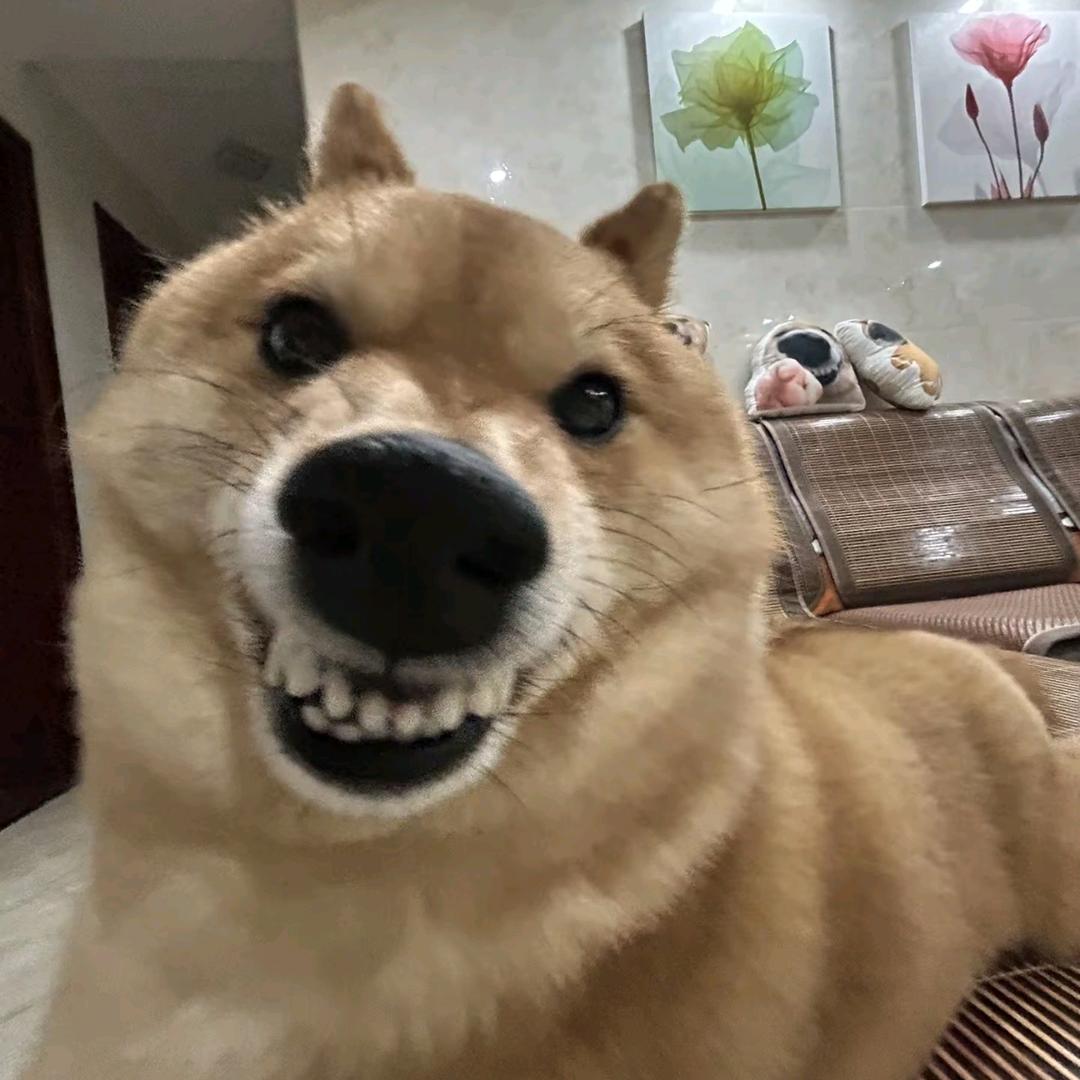淡定的牛羊