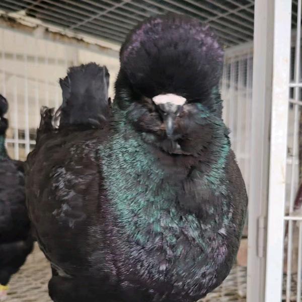 周口李鸽圆环鸽子繁育中心