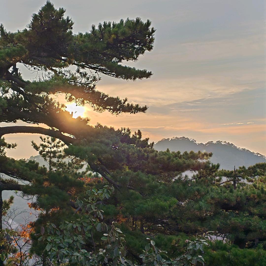 .夏羽墨
