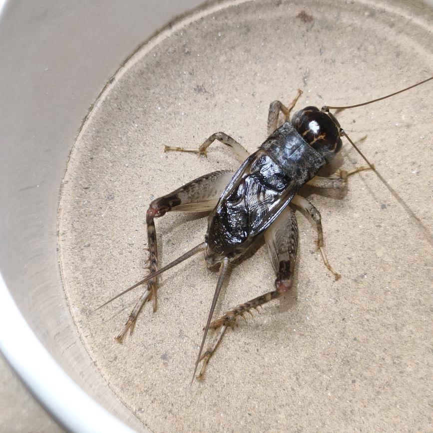 秋到虫鸣鲁冠蟋