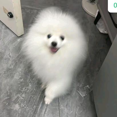 💖Xi Gongjie