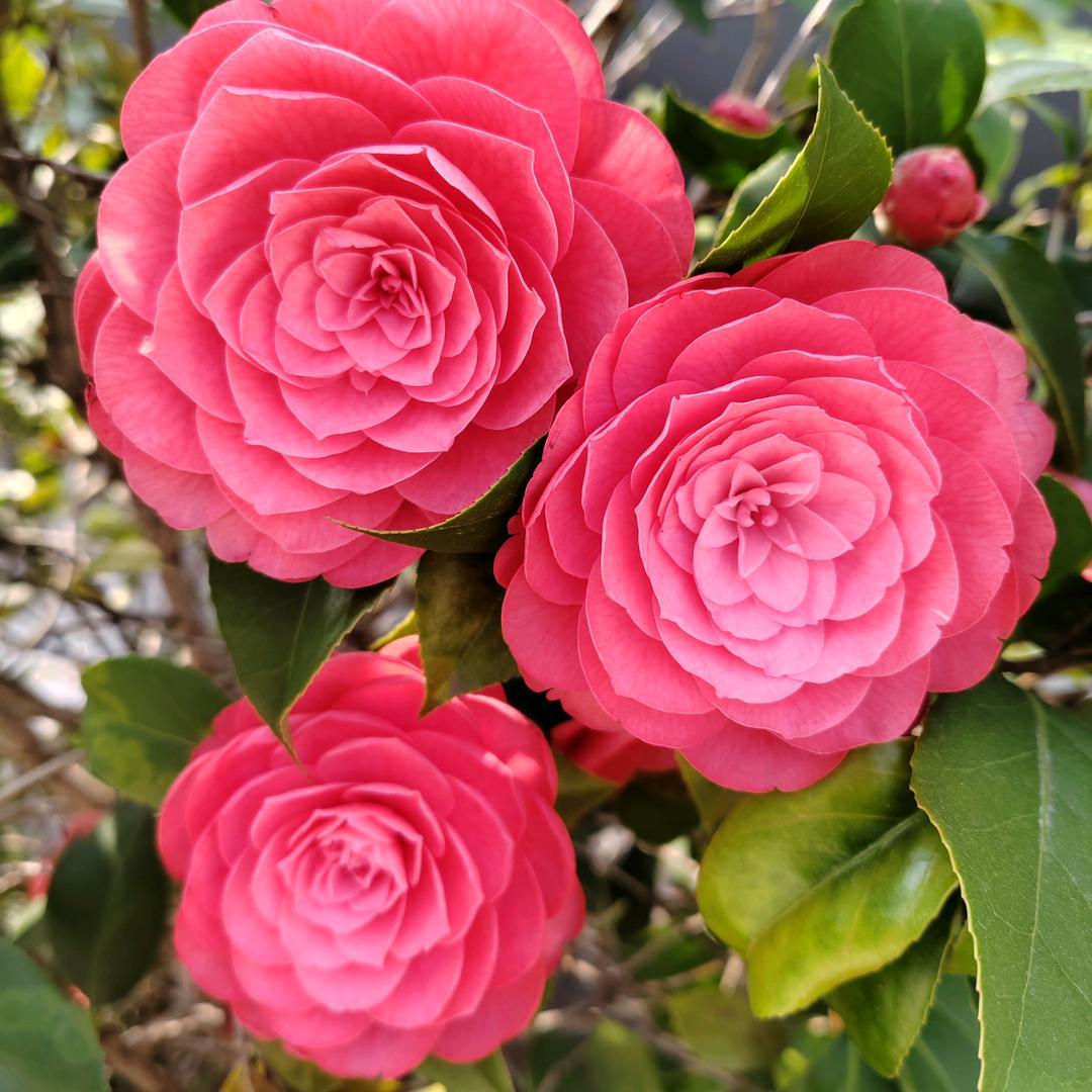 四季如春