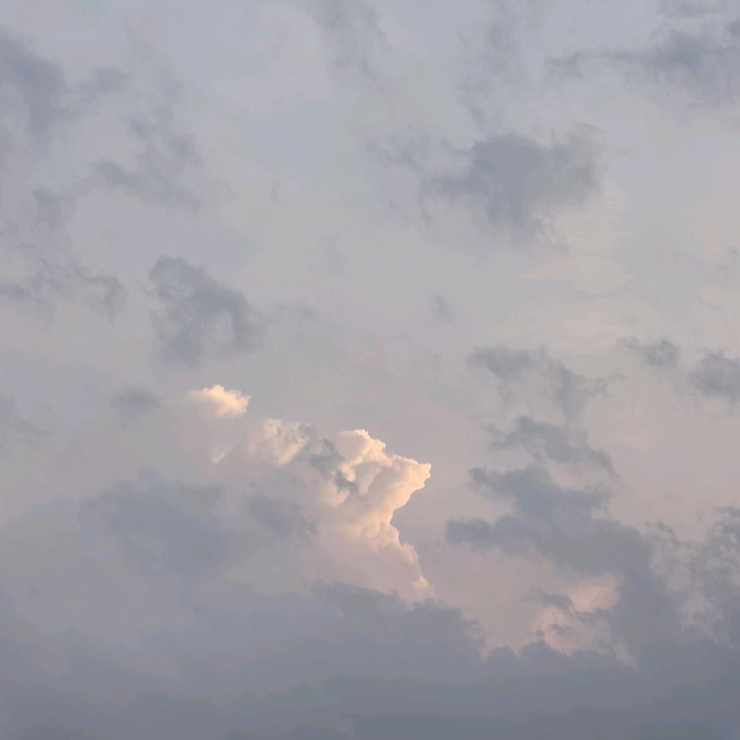 小狗羊羊