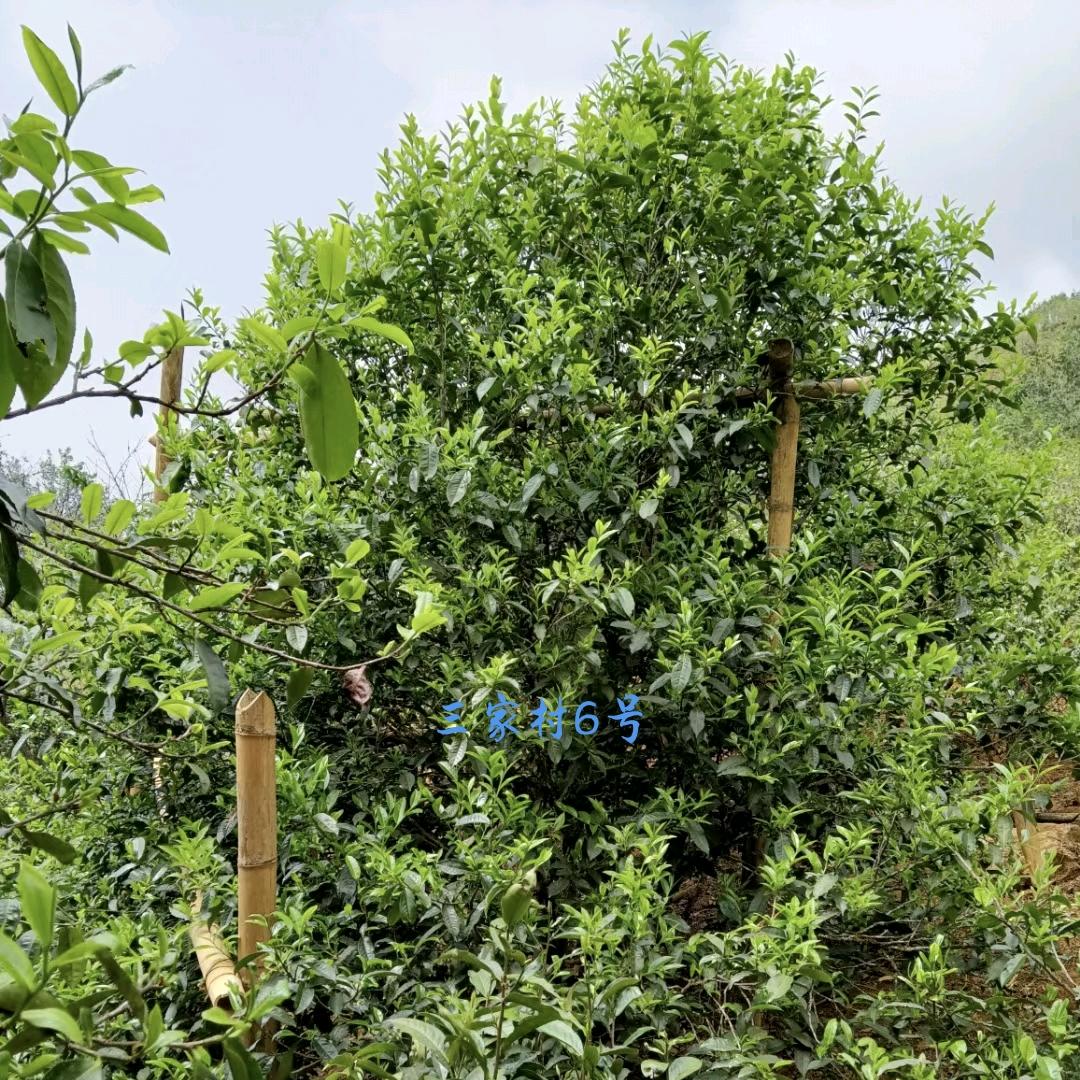 雪山之恋，茶农制茶师