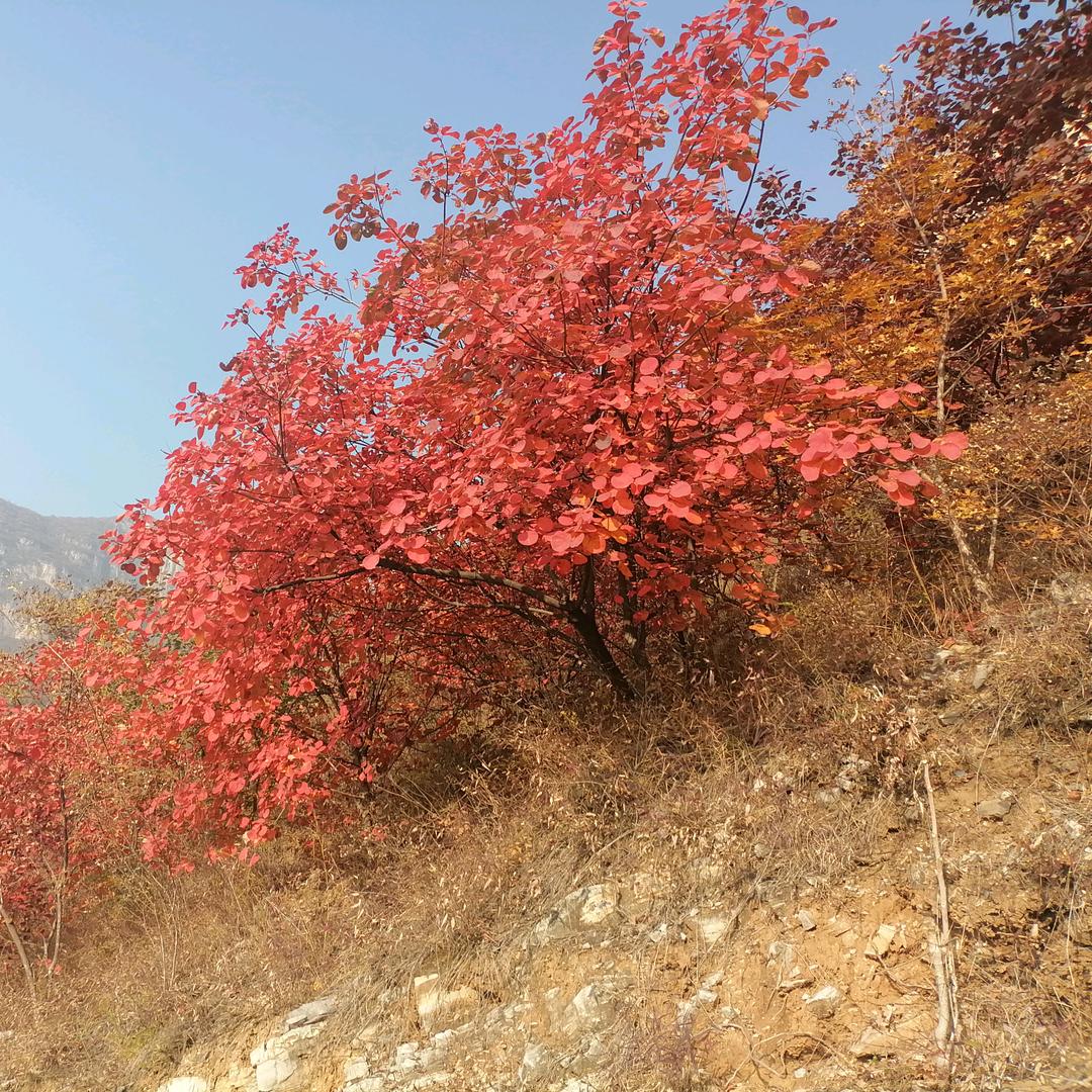 🌈好运当头🌈