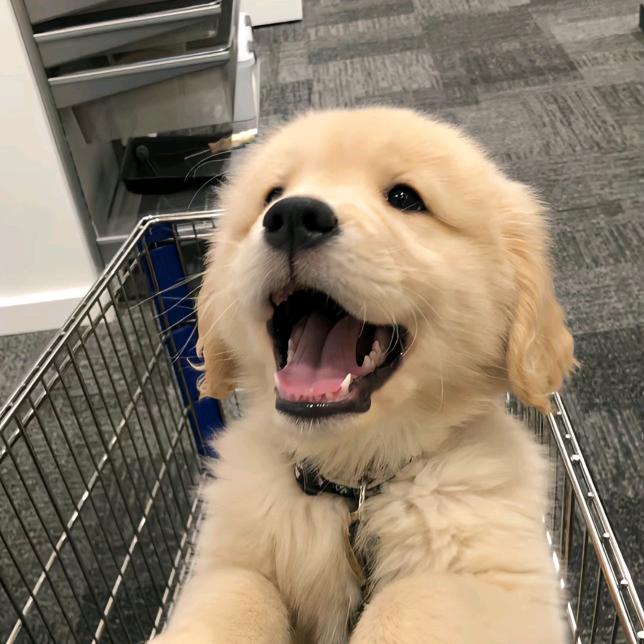 脑子有点不够用🤓