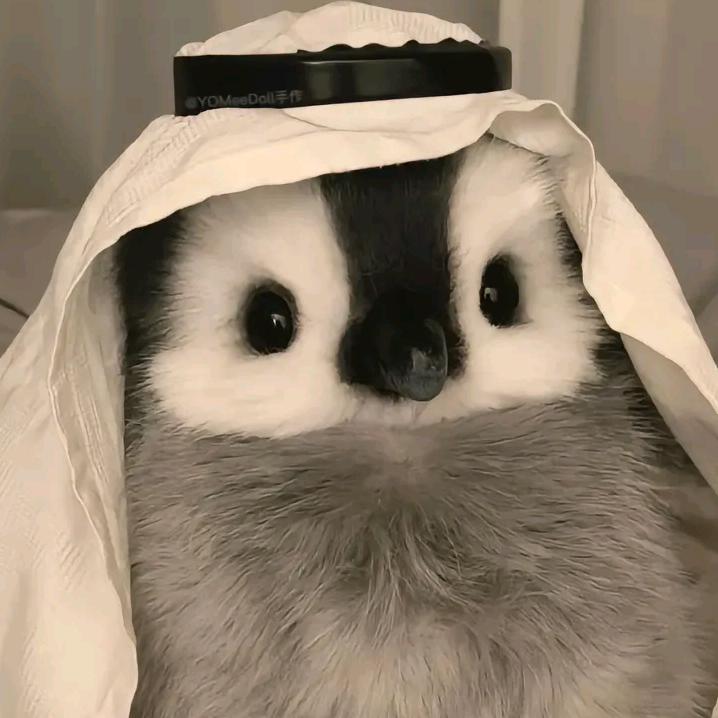 一颗小鱼蛋