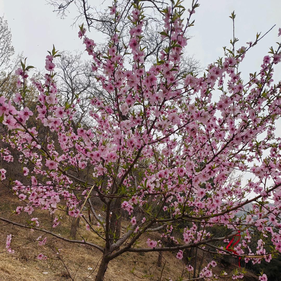 临沭九州超市励栗江山炒货
