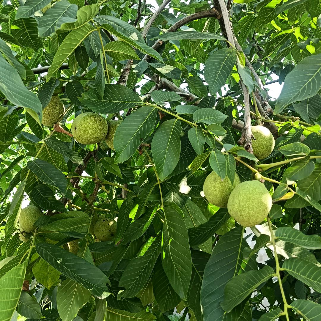 太阳红