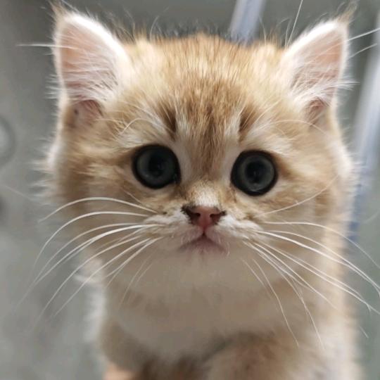 小奶猫的成长记录