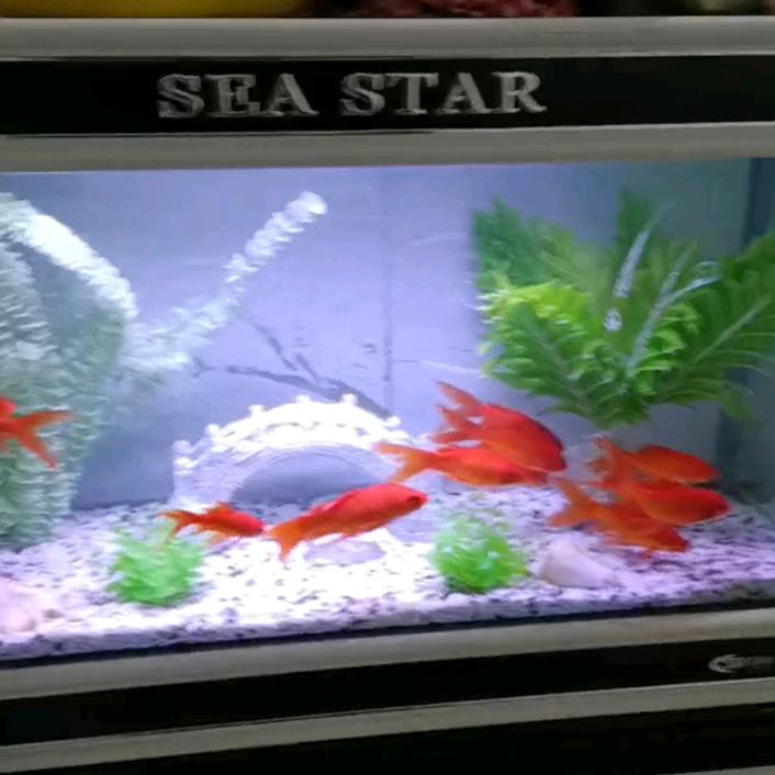 专业洗鱼缸舒师傅