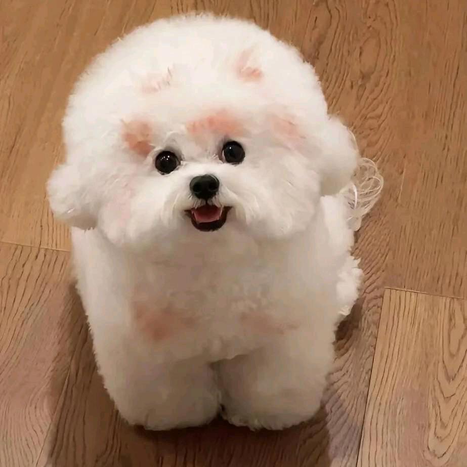 豆先森