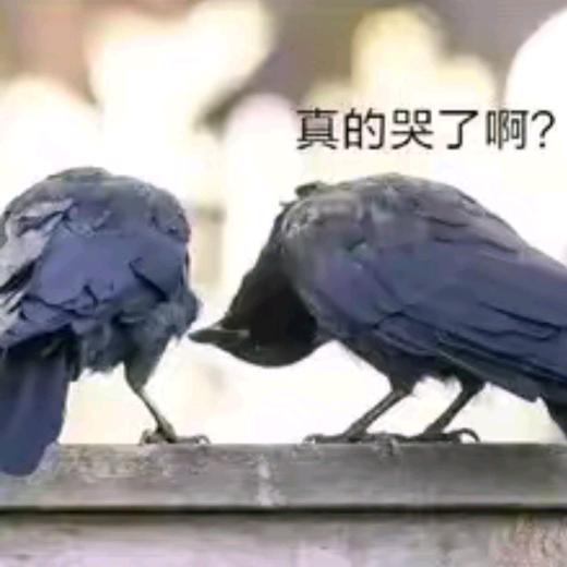 亦初头像