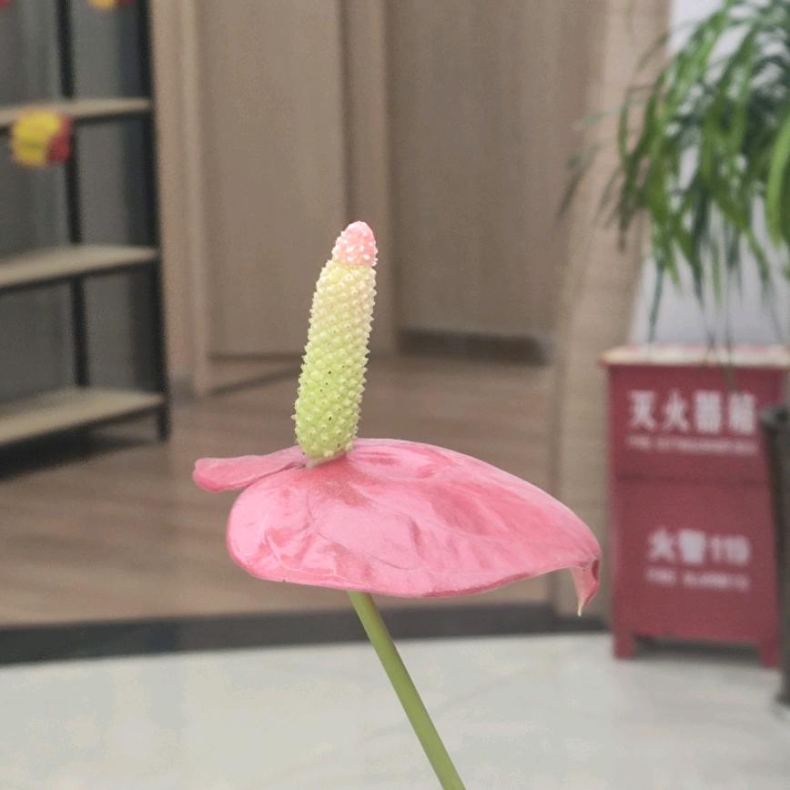 缘